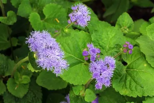 Balsam i mëlçisë - Ageratum