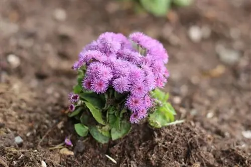 Leverbalsam, Ageratum: 10 tips för vård