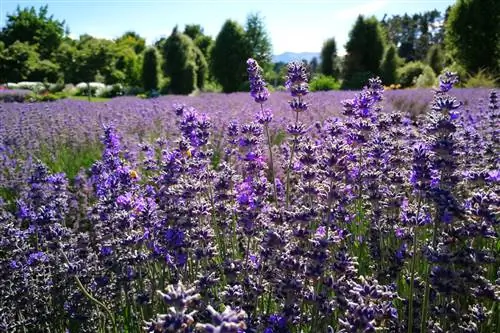 Lavanda - Lavandula angustifolia