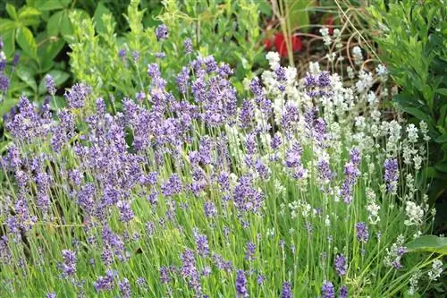 Lavanda - Lavandula angustifolia