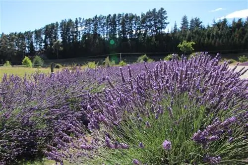 Levanduľa - Lavandula angustifolia