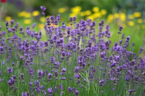 Lavanta - Lavandula angustifolia