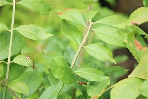 Pfaffenhütchen - Euonymus europaeus