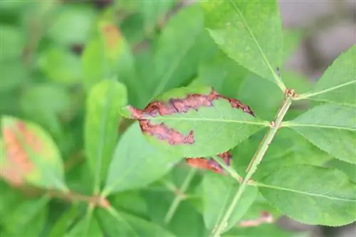 Pfaffenhütchen - ኢዩኒመስ europaeus