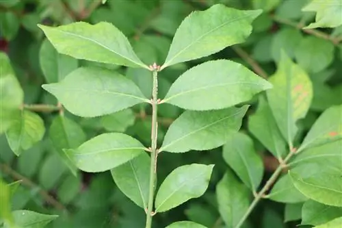 Pfaffenhütchen - ኢዩኒመስ europaeus