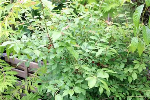 Pfaffenhütchen (Euonymus): Omsorg fra A til Å