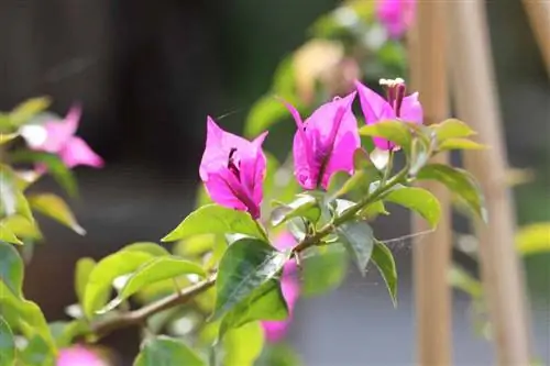 Triplet květina - Bougainvillea