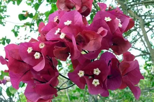 Trojni cvet - Bougainvillea