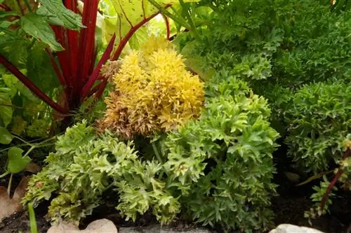 Parsley turns yellow: Four tips against yellow leaves