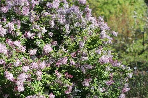 сирень, жүнді - Syringa pubescens