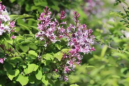 сирень, жүнді - Syringa pubescens