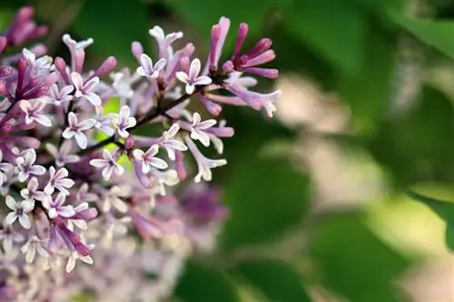 Dwarf lilac: 9 lub tswv yim rau kev saib xyuas thiab txiav