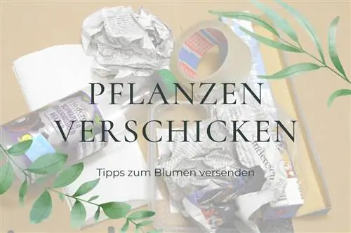 Planten verzenden - 7 tips voor het versturen van bloemen