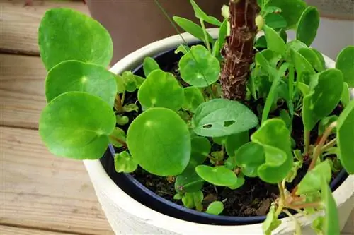 უცხოპლანეტელები მცენარე - Pilea peperomioides