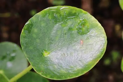 უცხოპლანეტელები მცენარე - Pilea peperomioides