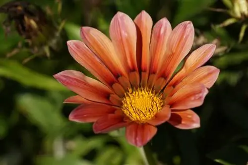 Middag Goud - Gazania - Gazanie