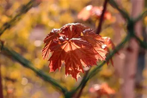 Maple ya damu - maple ya Norway - Acer platanoides