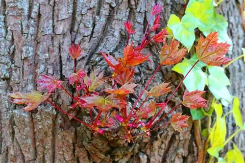 የደም ሜፕል - የኖርዌይ ሜፕል - Acer platanoides