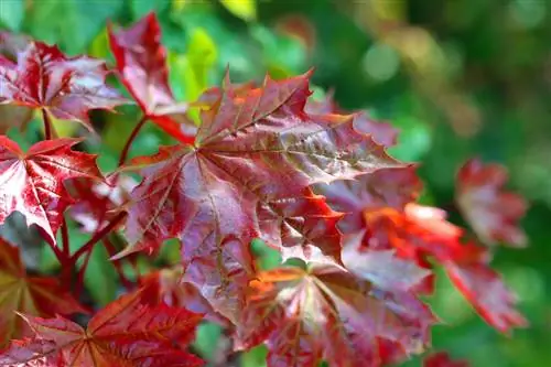 Blood Maple: ለመንከባከብ 9 ምክሮች ፣ መቁረጥ & ከመጠን በላይ ክረምት