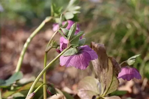 Fastelavnsros - vårros - Helleborus orientalis