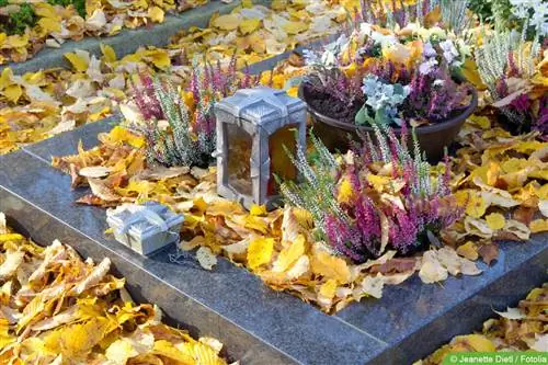 Plantación de tumbas en otoño e invierno: 15 consejos para el diseño de tumbas