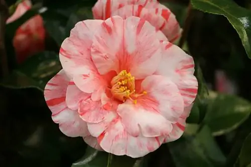 Přezimující kamélie (Camellia japonica).