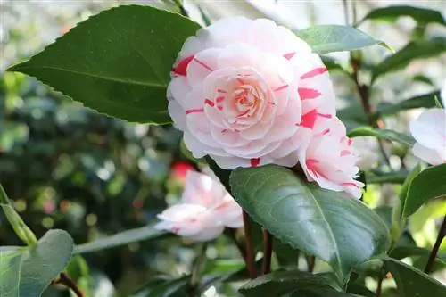 Overwinterende camelia (Camellia japonica).