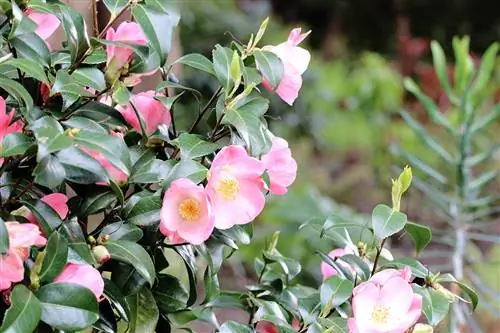 Onko Camellia japonica kestävä? Talveta kamelia kunnolla