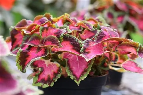 Coleus - Coleus blumei - Solenostemon scutellarioides - Plectranthus scutellarioides