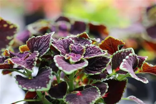 Coleus, Coleus blumei: 21 savjet za crvenu koprivu