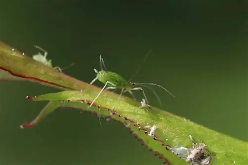 Aglio contro gli afidi: prepara il brodo all'aglio