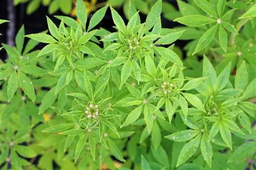 Edderkoppblomst - Cleome hassleriana