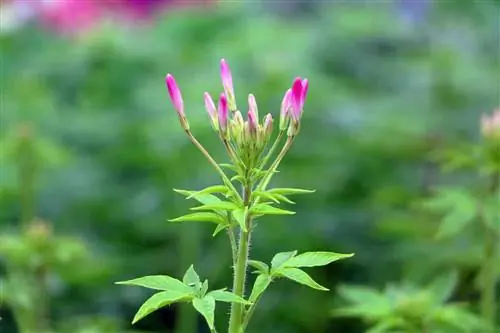 Edderkoppblomst - Cleome hassleriana