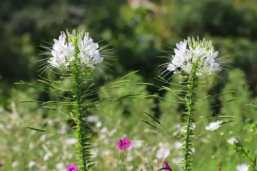 মাকড়সার ফুল - ক্লিওম হাসলেরিয়ানা