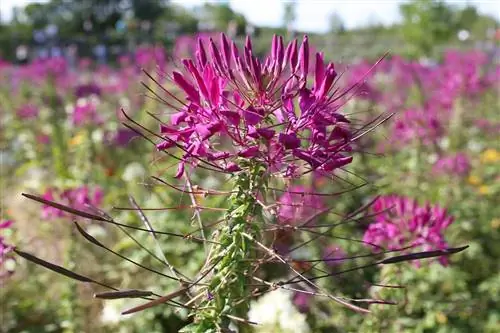 Edderkoppblomst - Cleome hassleriana