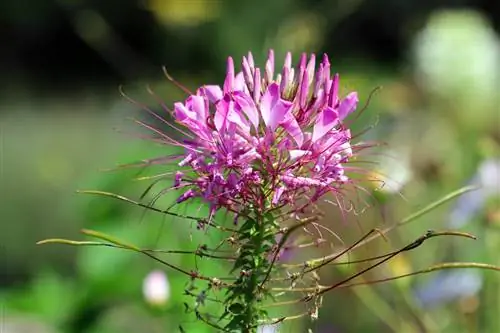 የሸረሪት አበባ፣ Cleome hassleriana፡ የእንክብካቤ መመሪያዎች