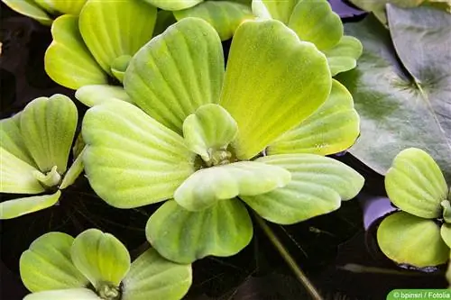 Maua ya shell - lettuce ya maji - Pistia stratiotes