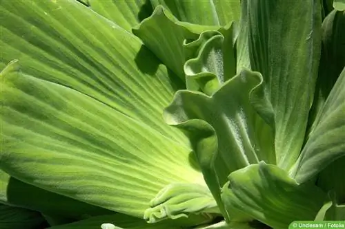 Skalblomst - vandsalat - Pistia stratiotes