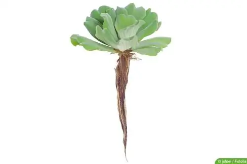 Maua ya shell - lettuce ya maji - Pistia stratiotes