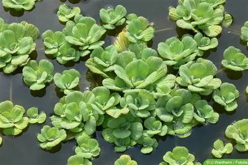 Fleur de coquillage, laitue d'eau : les soins de A à Z