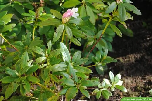 Skademønster av svarte snutebiller på rhododendron