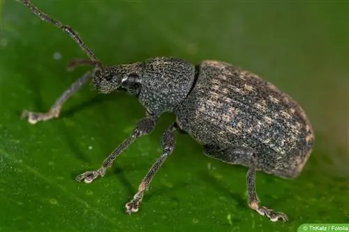 furrowed black weevil (Otiorhynchus sulcatus)