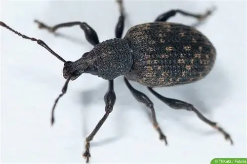 Fighting black weevils: 6 home remedies