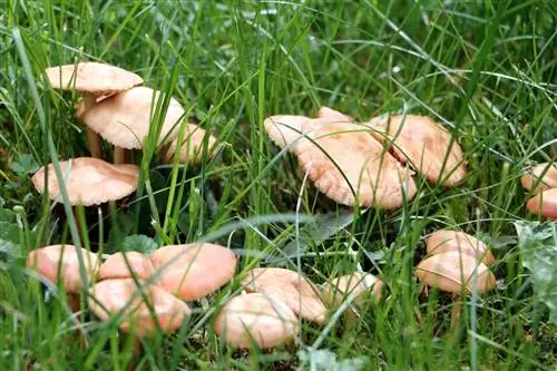 Cīņa ar sēnītēm zālienā - 10 padomi pret sēnīšu invāziju