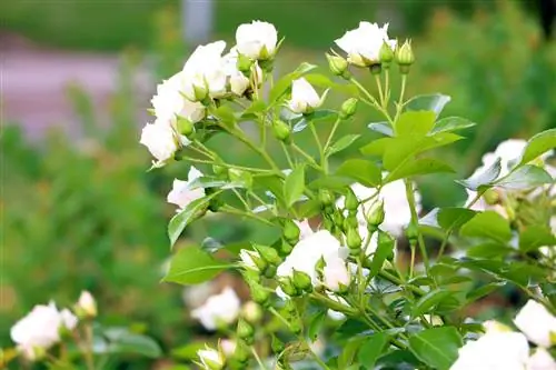 Rosas que cubren el suelo