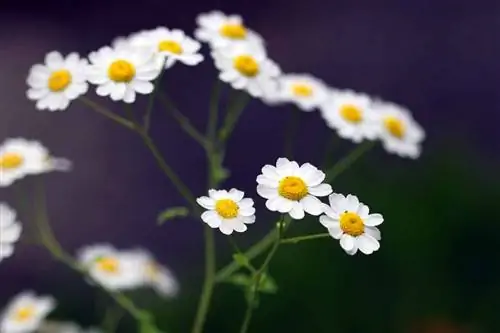 Horúčka obyčajná - Chrysanthemum parthenium - Tanacetum parthenium