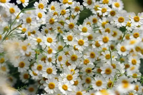 Feverfew - Krizantem parthenium - Tanacetum parthenium