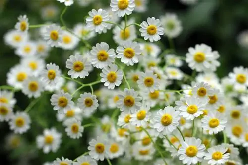 Horúčka obyčajná - Chrysanthemum parthenium - Tanacetum parthenium