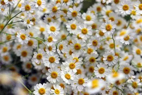 Feverfew, Tanacetum parthenium: እንክብካቤ መመሪያዎች