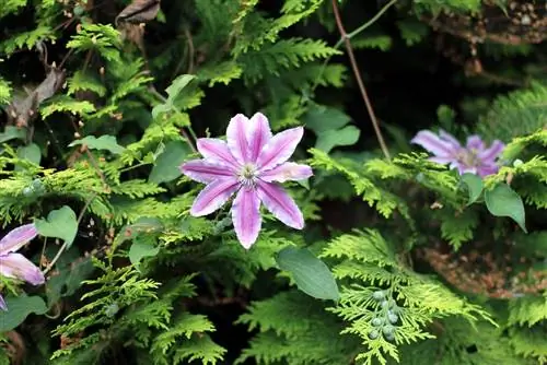 Clematis - Doctor Ruppel - klematisz